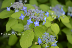 雨はお嫌い？それとも雨音で目覚めるのが好き？シンプルライフをおくれる幸せ