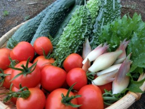 ミニマリストがめざす自給自足、まずは美容と健康のために天使のトマトから