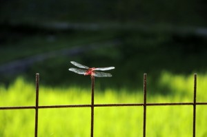 集合住宅にもあるゴミ屋敷、たった一つの大切なモノさえ見つからなかったのに、突然ミニマリストになった人のゆく末はいかに！？