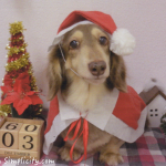 ミニマリスト家のクリスマス★ワンちゃんのサンタ姿だけで終わり！？実は結婚記念日なのです
