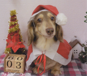 ミニマリスト家のクリスマス★ワンちゃんのサンタ姿だけで終わり！？実は結婚記念日なのです