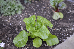 自給自足ミニマリストの小さな菜園、可愛い花と旬の野菜のハーモニー