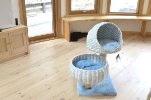 ミニマリスト家の鉄則、新しいモノを買ったら古いモノはすぐ断捨離！木に登れないネコたち