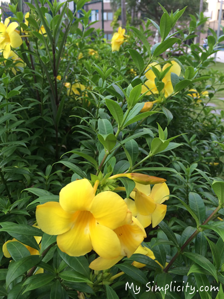 ms_yellowflower_1