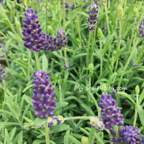 ms_adoriablue-lavender